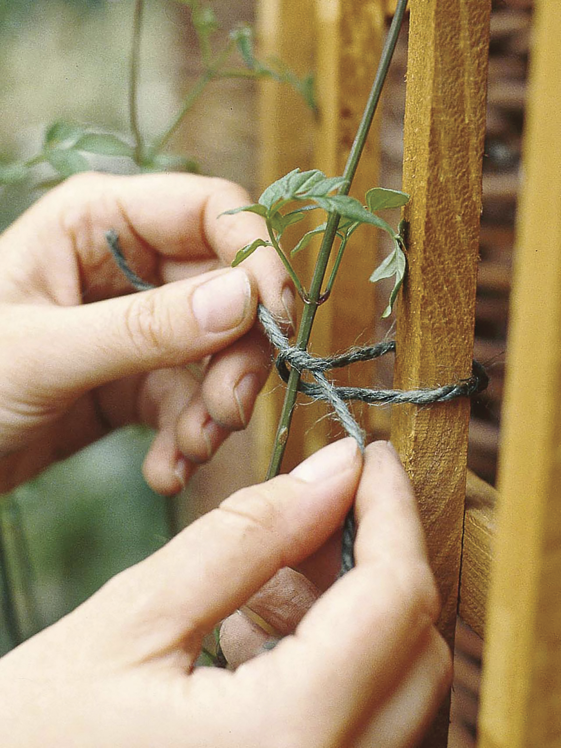 Cuerda verde de Yute - 100 m. - Verde | B2208