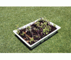 Kit semillero (4 bandejas de turba + base + tapa) - 33 x 23 cm. | B2012