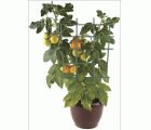 Pack 2 celosias de plástico - 47 x 25 cm. - verde | B2048