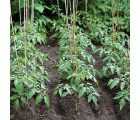 Tutores de Bambú Natural - 120 cm. - Ø 10-12 mm. - 5 unidades | B2122