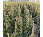 Tutores de Bambú Natural - 210 cm. - Ø 16-18 mm. - 3 unidades | B2125