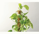 Tutores de Coco Apilables - 60 cm. - Ø 52 mm. | B2135