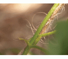 Cuerda natural de Yute - 50 m. - Natural (marrón) | B2174