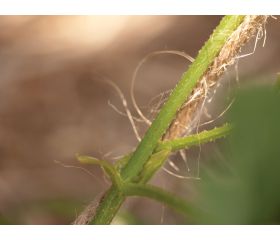 Cuerda natural de Yute - 50 m. - Natural (marrón) | B2174