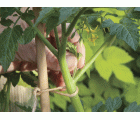 Cuerda natural de Yute - 50 m. - Natural (marrón) | B2174