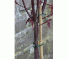 Anillo de fijación para plantas - Ø 16-20-25 cm. - Verde | B2175