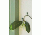 Abrazadera con tachuela para plantas trepadoras | B2176