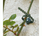 Atadura ajustable con clavo - 14 cm. - Ø 2,5-4 cm. - Verde | B2177