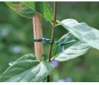 Alambre plastificado “Hoby” - 30 m. - Ø 2,2 mm. | B2180