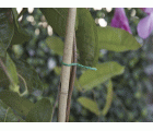 Alambre plastificado “Hoby” - 100 m. - Ø 2,2 mm. | B2181