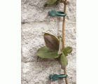 Abrazadera con clavo para plantas trepadoras | B2200