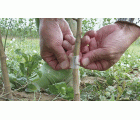Cinta para injertar plantas - 100 m. x 3 cm. | B2265