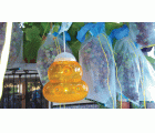 Trampa para Avispas e Insectos - Ø 13 x 15 cm. | B2420