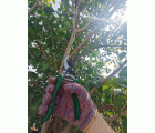 Tijera de poda una mano ergonómica - Mangos de aluminio revestidos de PVC (antideslizante) | B3000