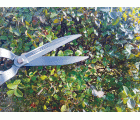 Tijeras para poda de setos | B3011