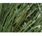Seto hoja fina bicolor “BIOTOP” - Rollo de 100 x 300 cm. | BAF100
