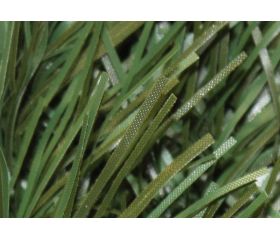 Seto hoja fina monocolor “SETODECOR” - Rollo de 100 x 300 cm. | KF100B