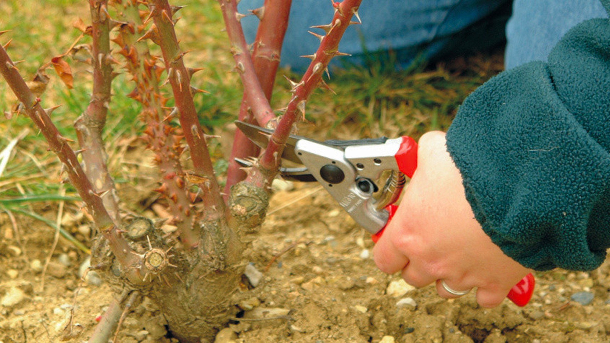 Felco 10 para zurdos Felco 10 - zurdos - 25 mm