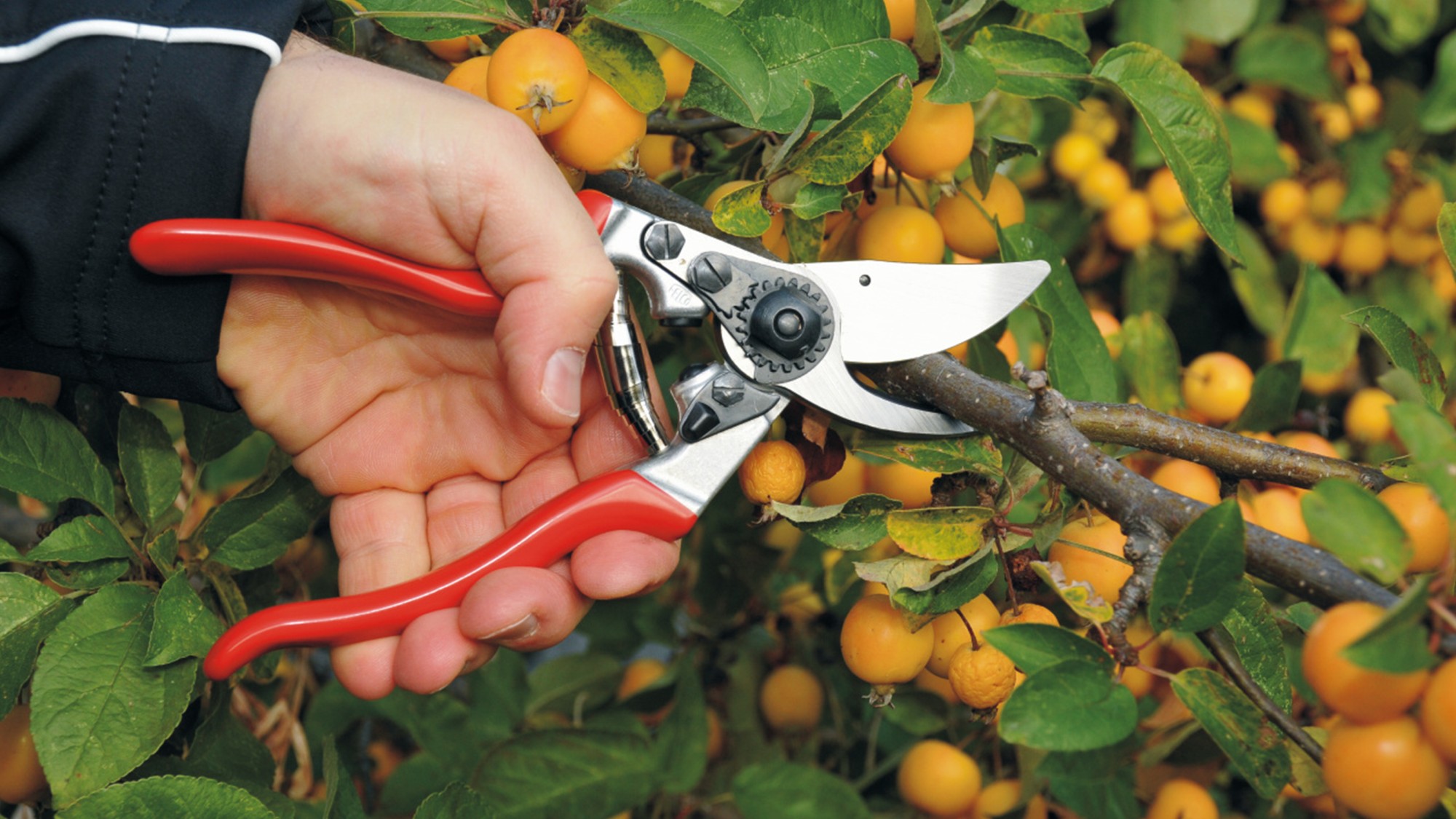 Felco 9 para zurdos Felco 9 - zurdos - 25 mm