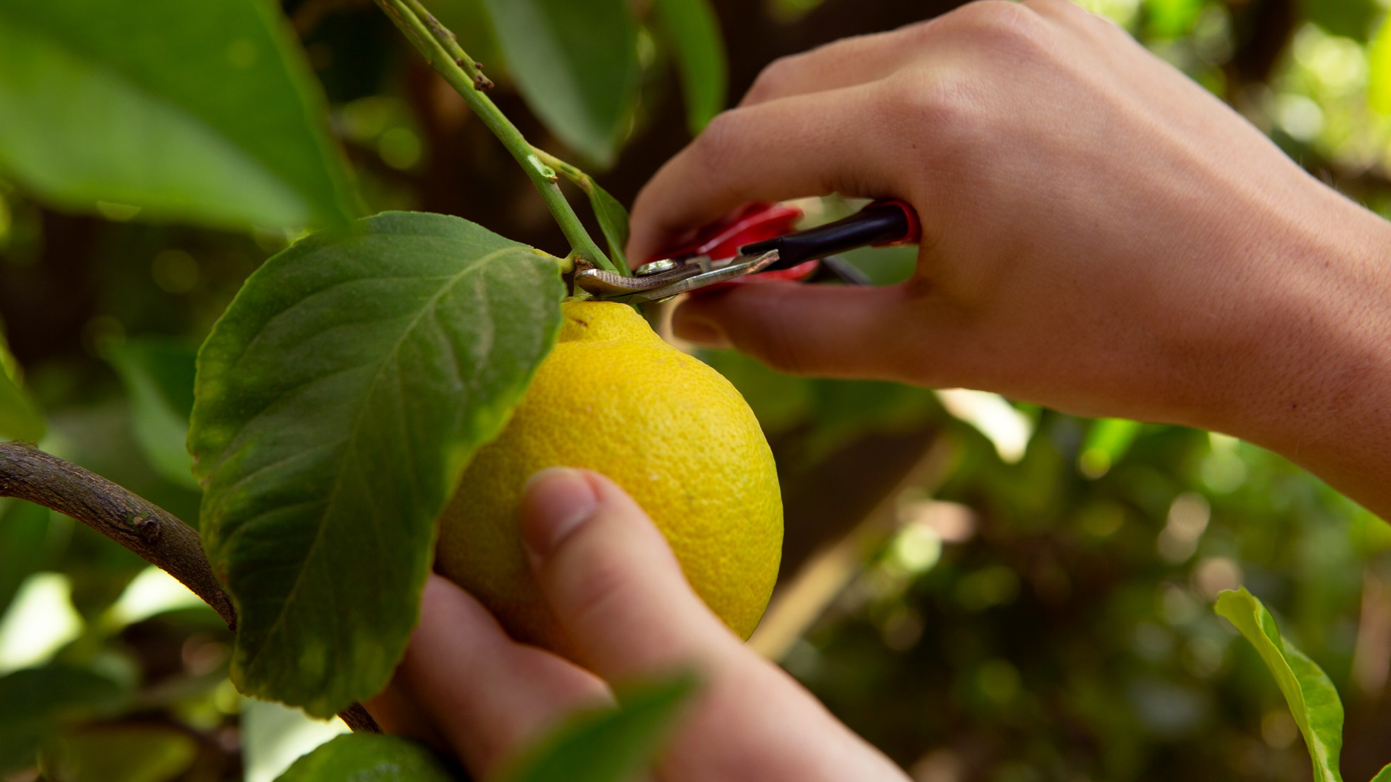 Felco 320 Tijera de recolectar Felco 320 - 23mm