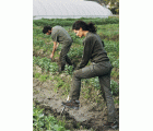 Bota de trabajo AGRO O2 / FTW01B