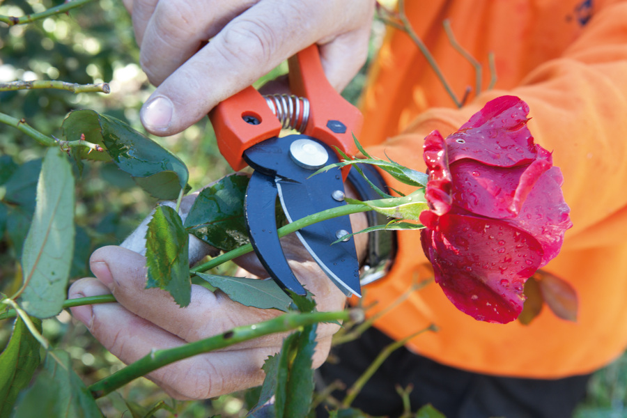 Tijera Altuna de poda J451