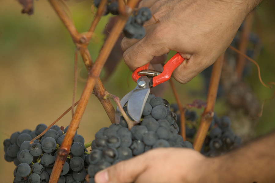 Tijera Altuna de recolección 95012