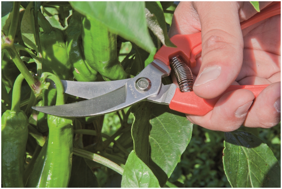 Tijera Altuna de recolección 0842 INOX