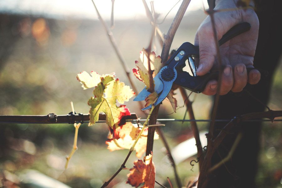 Tijera poda 1 mano fibra de carbono ALTUNA 8000