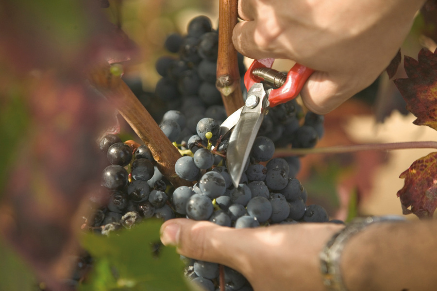 Tijera Altuna de poda 95000