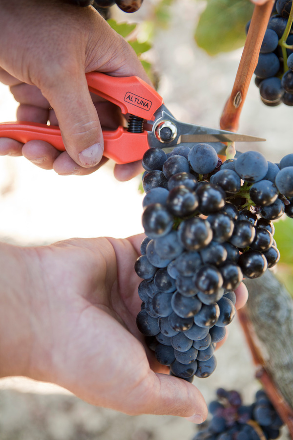 Tijera Altuna de recolección 1261