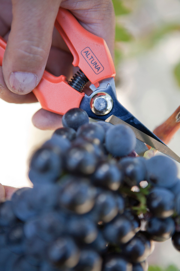 Tijera Altuna de recolección 1261