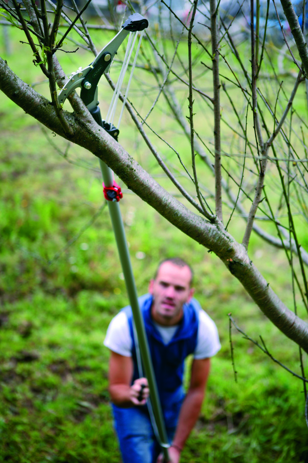 Corta ramas uso profesional. Pértiga 2+2 metros. Tijera + serrucho 90601