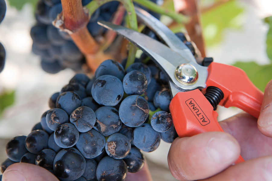 Tijera Altuna de recolección 1260 INOX