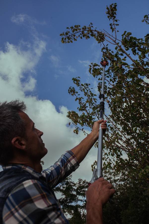 Recoge frutas telescópico 130-200 cm 90101