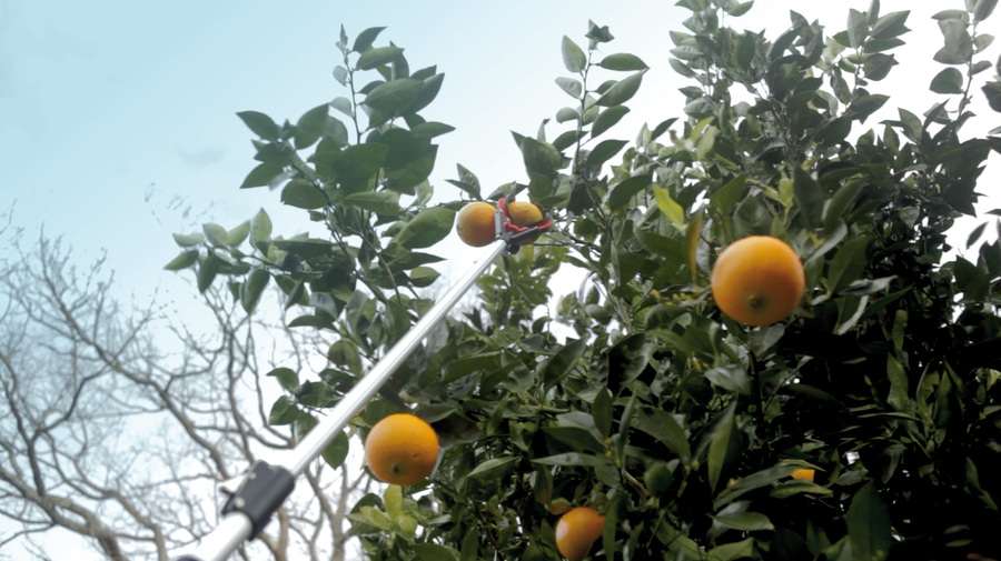 Recoge frutas telescópico 130-200 cm 90101