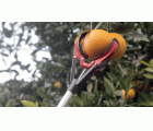 Recoge frutas fijo 211cm 90106