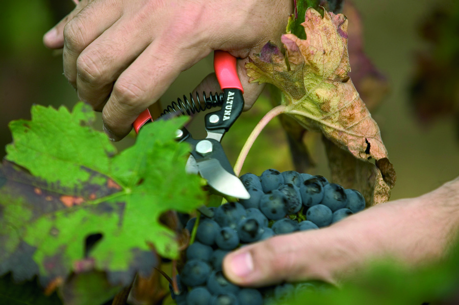 Tijera Altuna de recolección 1250